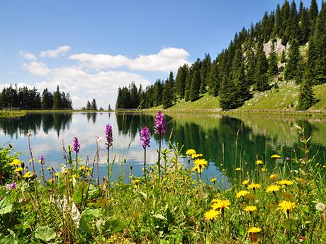 Bild einer Landschaft mit Berg, See und Wiese
