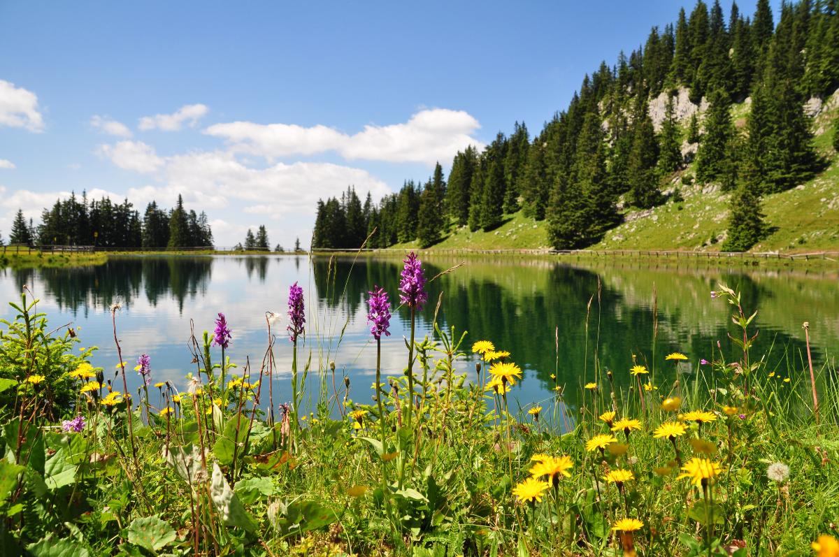 Bild einer Landschaft mit Berg, See und Wiese (verweist auf: Natürlicher Klimaschutz)